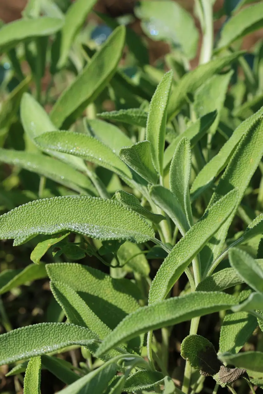 sage, sage leaf, health, tea, green health, green tea, sage, sage, sage, sage, sage