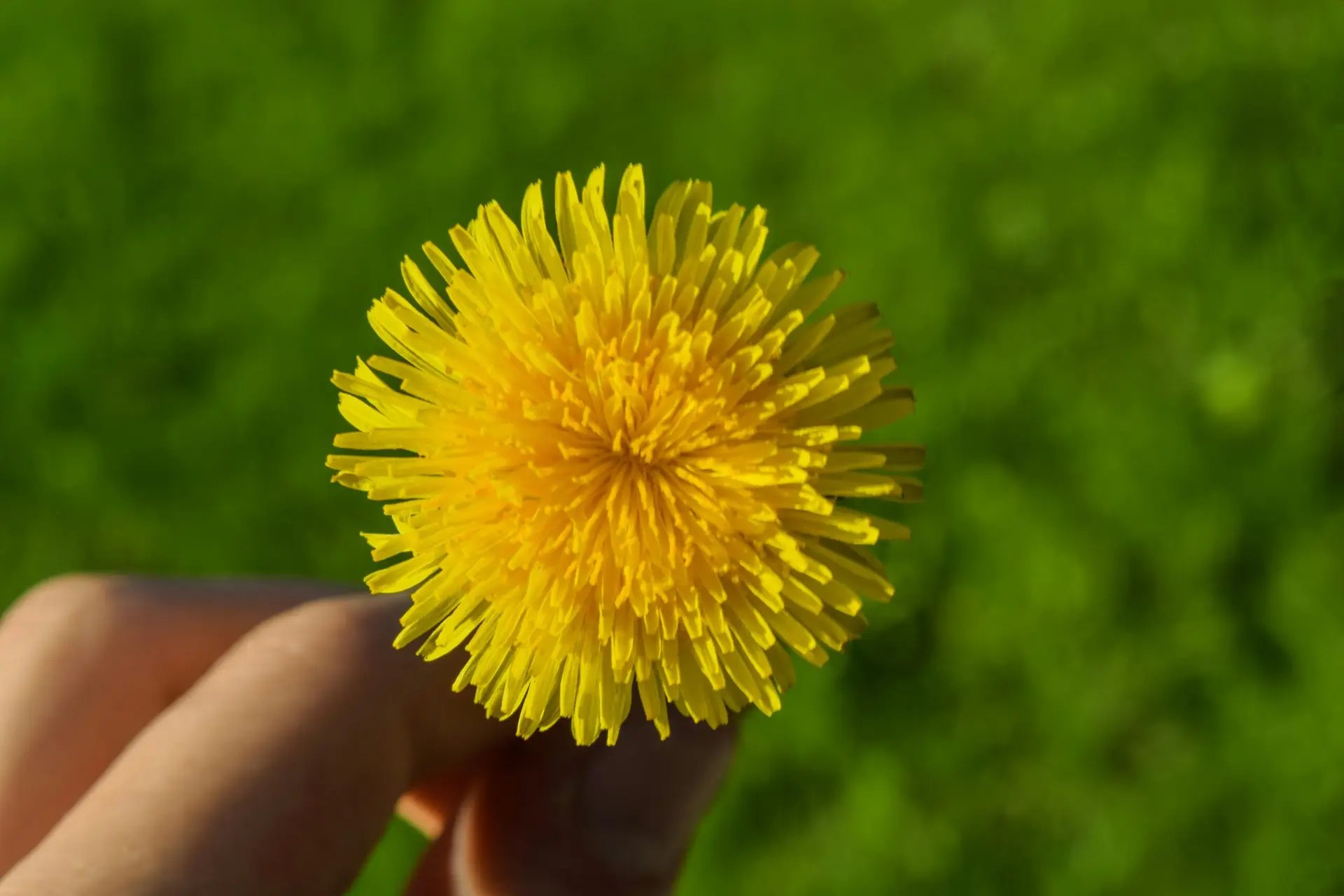 Detailed close-up of a yellow dandelion flower held in hand, set against a green background.